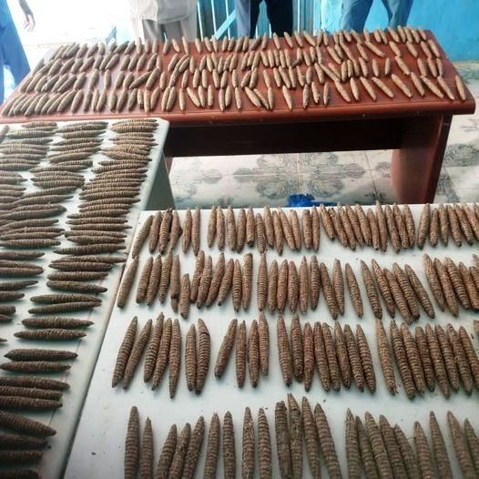 ضبط 900 قندول حشيش كانت في طريقها للولاية الشمالية | صحيفة الظهيرة