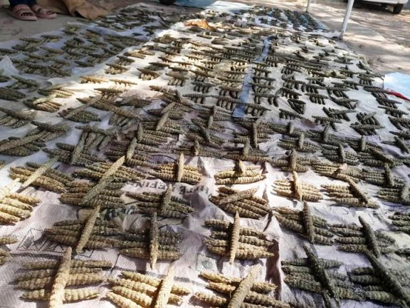 مكافحة المخدرات بسنار تضبط (285) قندول حشيش بمنطقة ود النيل | صحيفة الظهيرة